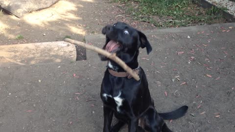 Dog manages to balance stick on head