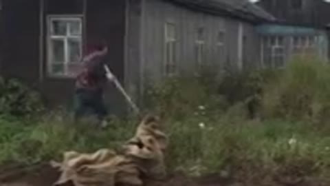 Bear cubs play in garden