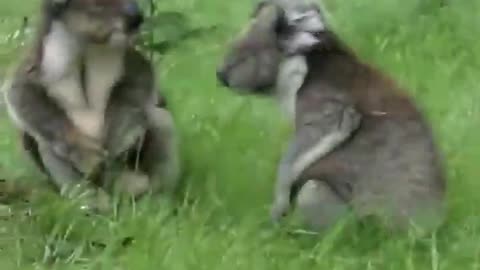 Super Cute !! Two koalas are quarreling, they make weird sounds!!🔵Funny Videos | Lala Lay
