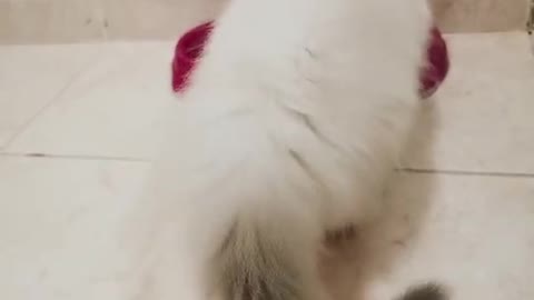 Funny Catto Playing With Tail