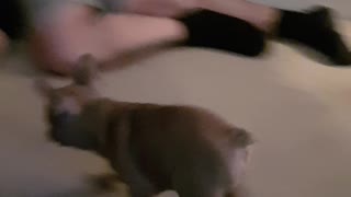 Charlie the frenchie chases owner