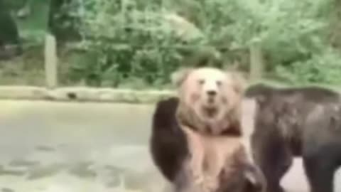 Hey come here,I'am bear too 😂🫶