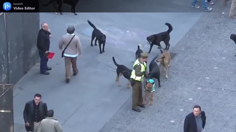 POLICE DOG ATTACK BY GROUP OF STRAY DOG IN CROWDED PLACES.mp4