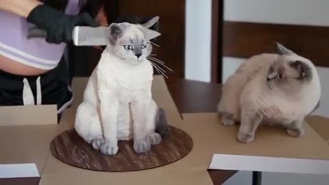Cat reaction to cakes that are similar to them