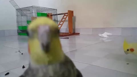 Cockatiel singing Happy Birthday song