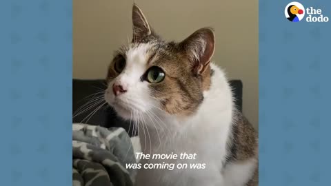 This Cat's Obsessed With One Movie | The Dodo Cat Crazy