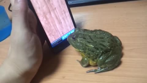 Frog & Hand Phone