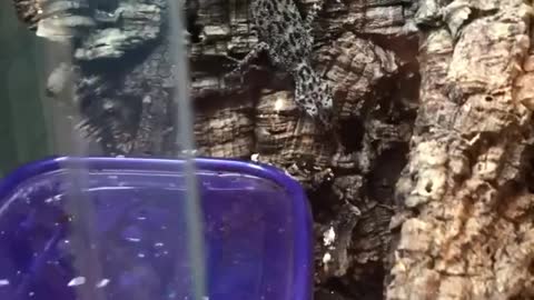 raising black lizard inside glass box in my house