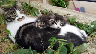 cats sleep animals cute fur sweet