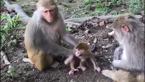 funny monkey video 17