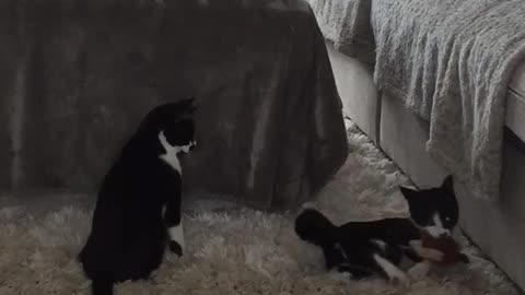 Crazy Kittens Trying to take back her Catnip toy.