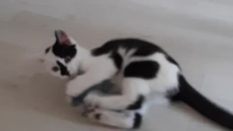 Hilarious little cat play with a mouse toy