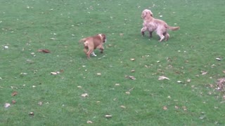 Cocker Murphy being a good lad with & EBD puppy Maggie.