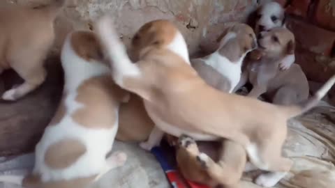 Street Dog Mother Asking for Help for Her Baby || Animals Pet World