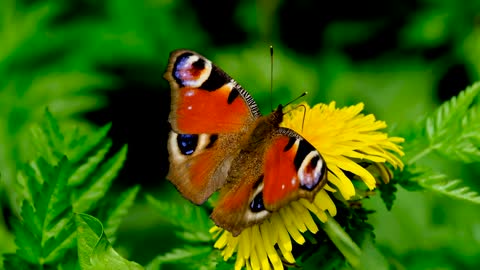 Beautiful brown butterfly with rose - the world of butterflies - the world of animals