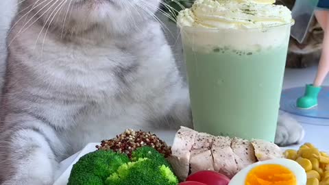 Kitten preparing soda drink