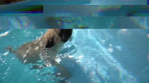 Pug fast swimming