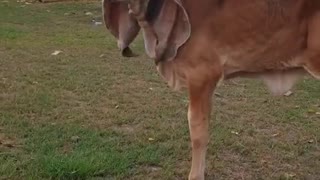 Cute Calf Has Giant Ears