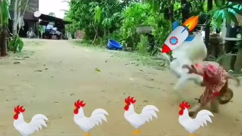 Monkey and rooster have fun.