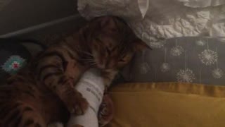 Brown cat on yellow bed gets belly scratched by foot