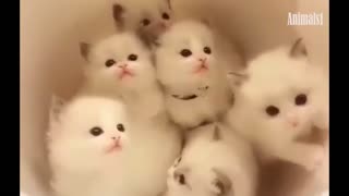 Best Precious little kittens will definitely melt Make you happy