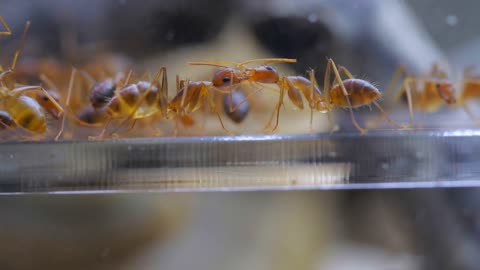 A pair of red ants feed each other, macro photography