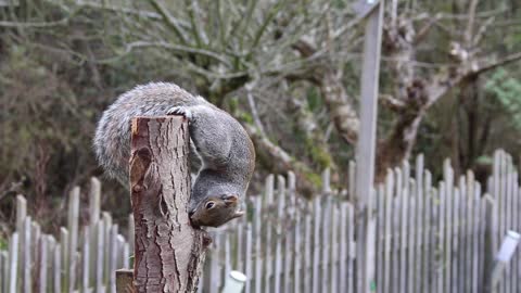 Squirrel Funny Nature Video complication #shorts