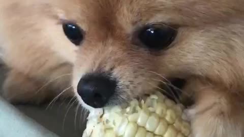 Dog Eating Corn And Enjoyjng His Movie