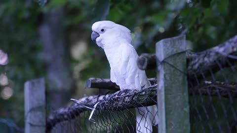 parrot dancing on the branch amazing video come and watch it