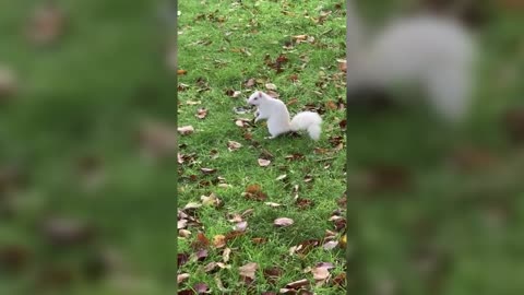 Woman spots albino squirrel