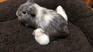 Mother and Baby Guinea Pigs