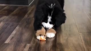 Bernese puppy adorably battles orange slice