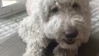 Luna the Golden Doodle Eats a Carrot at Easter