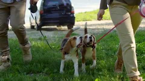 Low section shot of two active beagle dogs playing