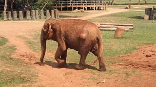 Elephant Nature park