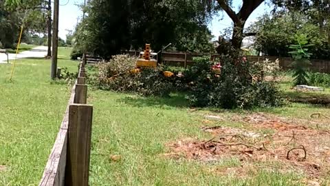 Crazy tree felling over power lines