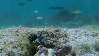 Mantis Shrimp At Work