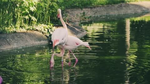 Beautiful Flamingo - Thing of God - Live the Nature