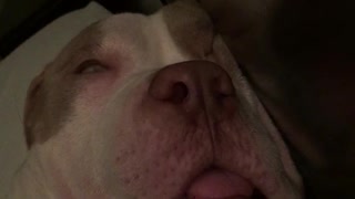 Dog snoring while he is sleeping