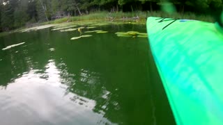 Snapping turtle underwater