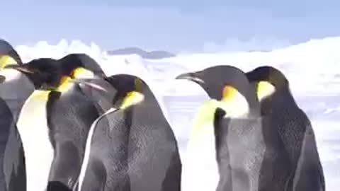 Fluff Of Royal Penguins To Antarctica