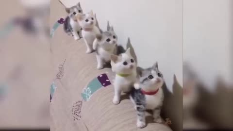 Cute little kittens with dancing head