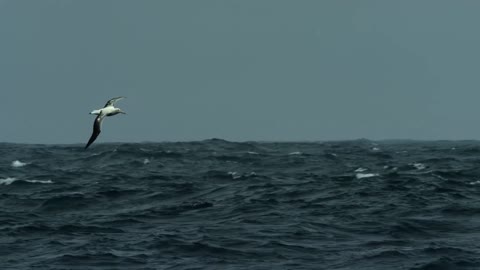 BEST OCEAN FOOTAGE OF ALBATROSS FLYING CLOSE TO WATER