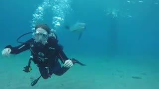 Dolphin swimming in the Red Sea, Eilat Israel 5