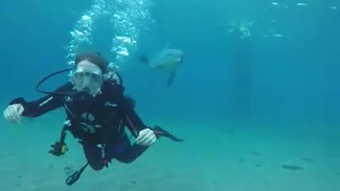 Dolphin swimming in the Red Sea, Eilat Israel 5