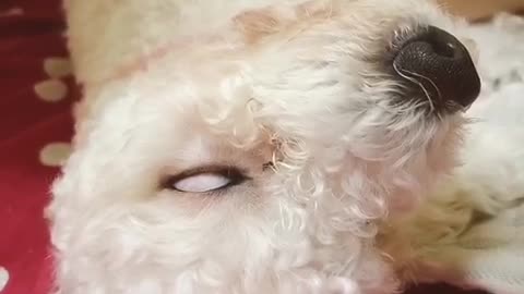 My Poodle Sleeps With Eyes Open