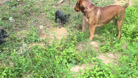 Rufus the Pitlab playing with piglets... Watch the tail wag :-)