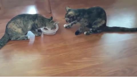 funny video cats fight about food