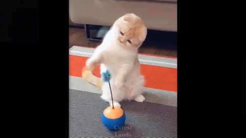 Cute And Funny Pets doing laughable things