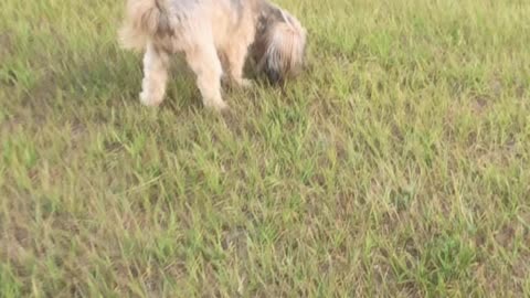 Cute Shorkie on a Walk